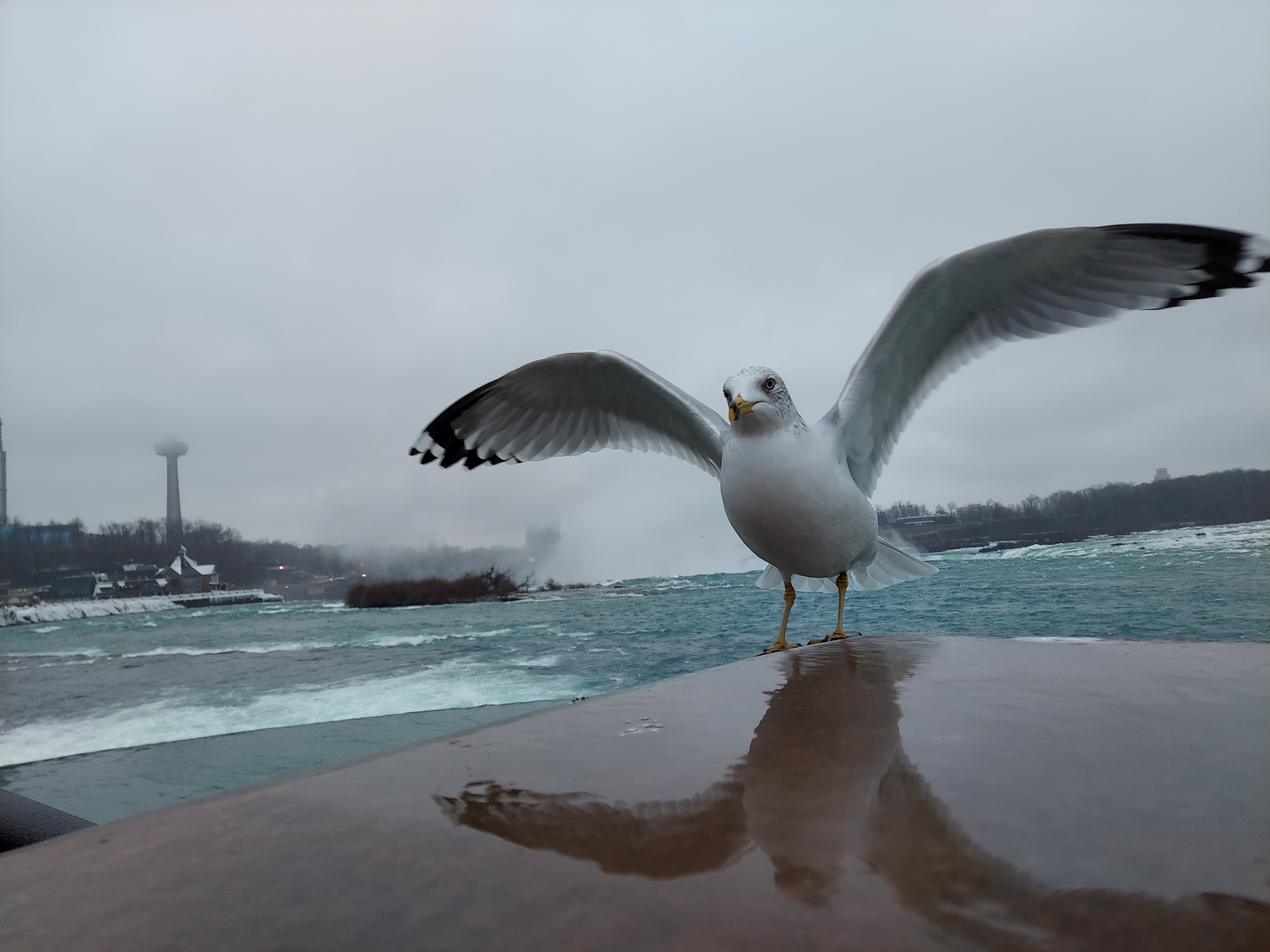 Seagull spreading its wings by the falls at Niagara